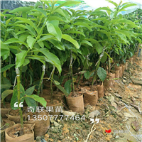 中山牛油果苗，惠州牛油果苗，江门牛油果苗
