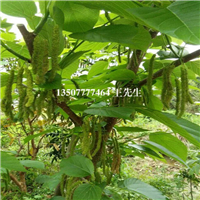 清远长果桑苗；佛山长果桑苗；中山长果桑苗 