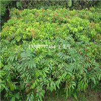 河源出售荔枝苗，河源荔枝苗大量供应 