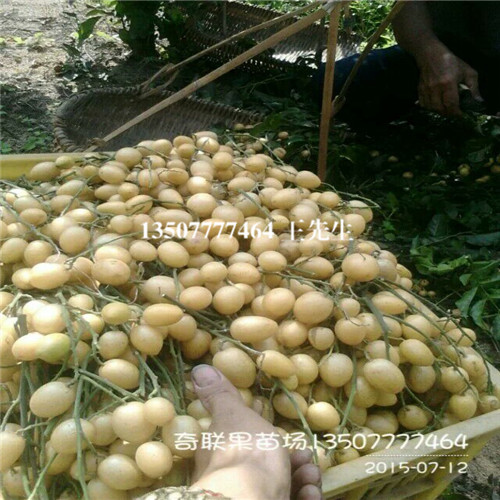 河源黄皮苗价格/河源黄皮苗种植场 