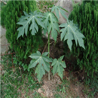 灵山木瓜苗，钦州木瓜苗，广西台湾木瓜苗