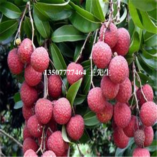 深圳荔枝苗，惠州荔枝苗，博罗荔枝苗基地 