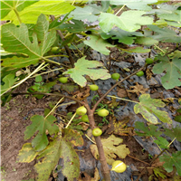 东莞无花果苗/河源无花果苗/广东无花果苗 