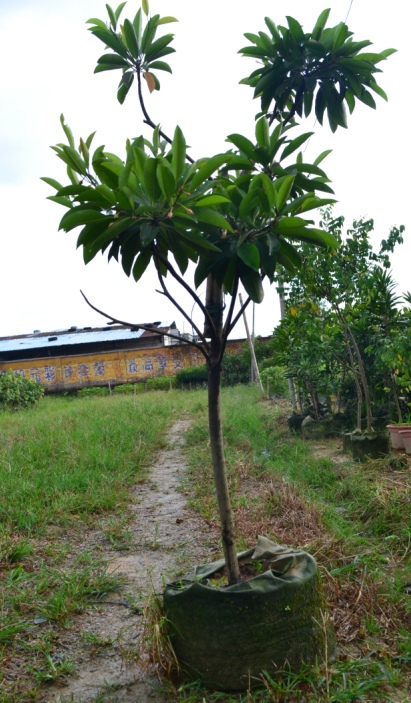 广东哪里有神秘果苗出售？惠州神秘果苗基地 