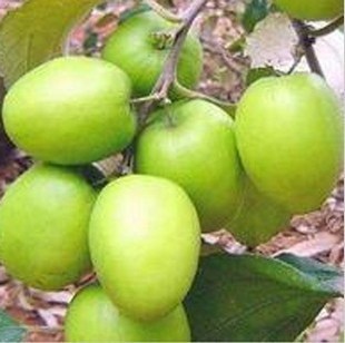供应青枣苗，广州青枣苗，增城青枣苗批发 