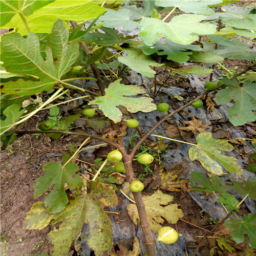 东莞无花果苗/河源无花果苗/广东无花果苗 