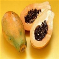 云南木瓜苗批发，云南木瓜苗，昆明木瓜苗