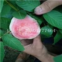 河源番石榴苗，惠州番石榴苗，广东番石榴苗基地 