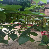 广东长果桑苗批发，惠州长果桑苗价格，惠州长果桑苗 