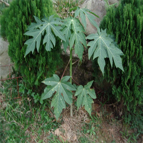 灵山木瓜苗，钦州木瓜苗，广西台湾木瓜苗