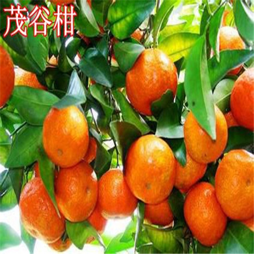 广东茂谷柑苗，惠州茂谷柑苗，河源茂谷柑苗
