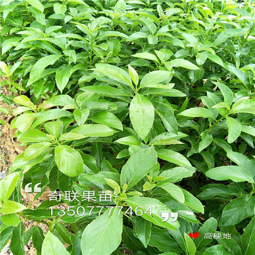惠州牛油果苗批发价格，肇庆牛油果苗
