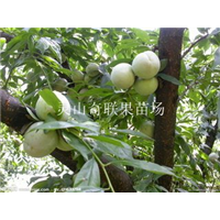 广西三华李苗，南宁三华李苗，钦州三华李苗 