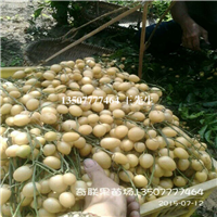河源黄皮苗价格/河源黄皮苗种植场 