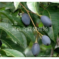 广东哪里有黑橄榄苗卖？惠州黑橄榄苗基地 