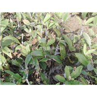 云南枇杷苗基地，云南枇杷苗，批发枇杷苗