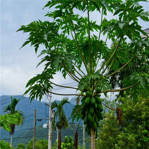 台湾木瓜苗，惠州木瓜苗，惠州水果木瓜苗 