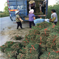 广西马尼拉草坪出售，广西马尼拉草价格