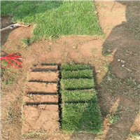供应马尼拉草出售，广西马尼拉草
