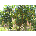 芒果树 
