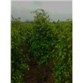 广西草坪基地&广西马尼拉草坪直销