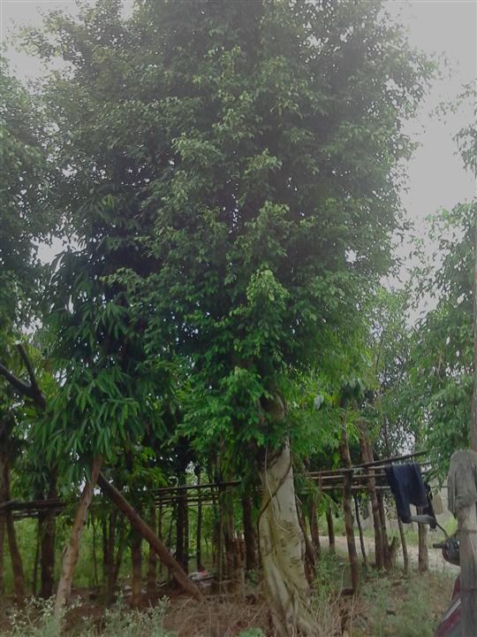 广西优质马尼拉草坪**崇左草坪直销供应