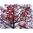木棉-广西木棉 