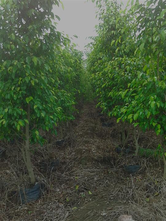 广西草皮批发&广西草皮直销