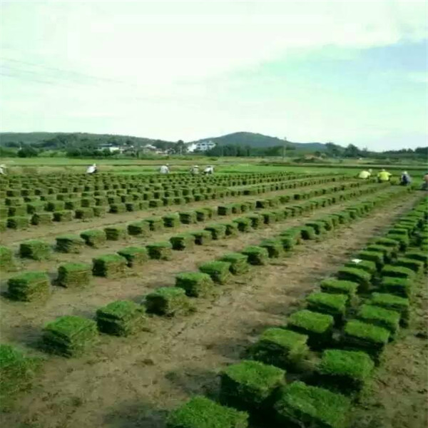 漳州草皮大量批发基地