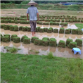 漳州草皮基地#漳州马尼拉草皮 
