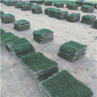 漳州草皮介绍混合草坪