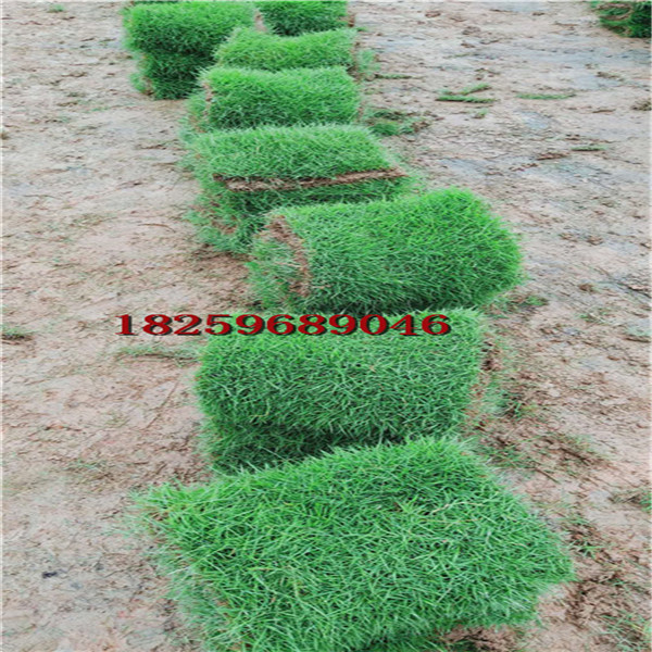 漳州马尼拉草皮-漳州马尼拉草皮批发
