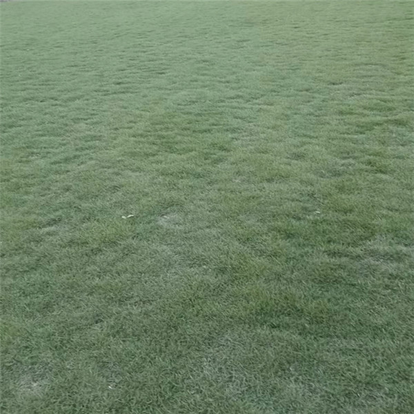 漳州绿化草坪种植