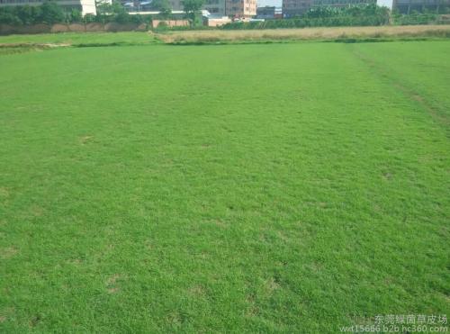 福建草皮⊙福建草皮价格 