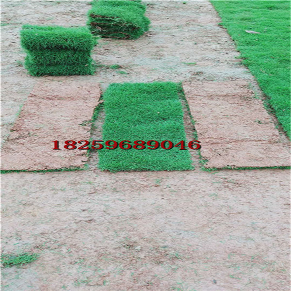 福建草皮价格
