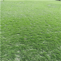 福建草皮填充颗粒草坪