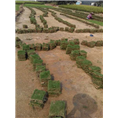 漳州草皮基地#漳州马尼拉草皮 