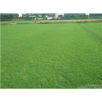 福建草皮⊙福建草皮价格 