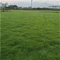 漳州马尼拉草坪