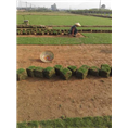 漳州马尼拉草坪基地# 漳州草皮价格实惠 