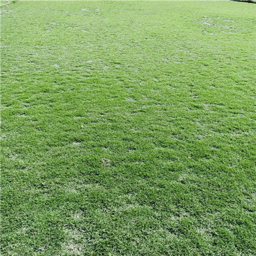 福建草皮填充颗粒草坪