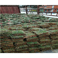 漳州草皮价格∧漳州优质草皮价格 