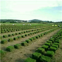 漳州草皮大量批发基地
