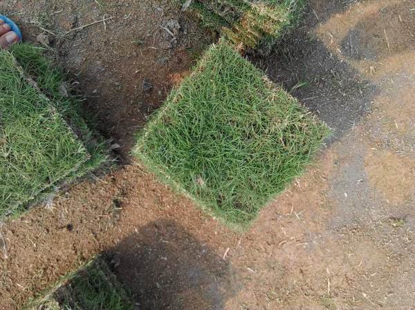 福建草皮价格实惠|福建草皮保质保量 