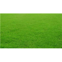 福建草皮∧福建优质草皮 