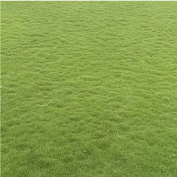 漳州草皮批发基地