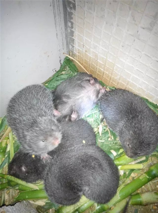 云南竹鼠【云南芒狸 】云南竹鼠养殖 