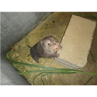 丽江竹鼠/丽江竹鼠种苗-长期供应