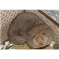 云南竹鼠 