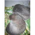 云南竹鼠苗【云南芭茅鼠】云南竹鼠养殖基地 